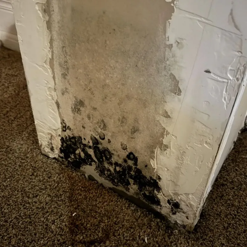 Professional Mold Removal in Porterville, CA